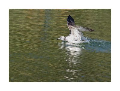 Gaivota-dasa-escura  ---  Lesser Black-backed Gull  ---  (Larus fuscus)
