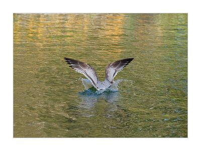 Gaivota-de-cabea-preta  ---  Mediterranean Gull  ---  (Larus melanocephalus)