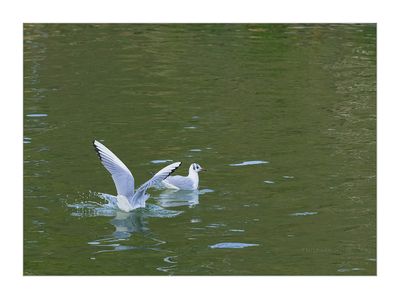 Guinchos  ---  Black-headed Gull  ---  (Larus ridibundus)