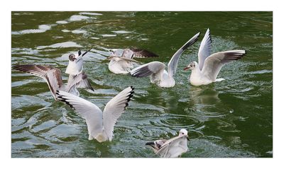 Guinchos  ---  Black-headed Gull  ---  (Larus ridibundus)