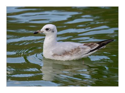 Gaivota-de-cabea-preta --- Mediterranean Gull --- (Larus melanocephalus