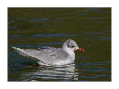 Gaivota-de-cabea-preta --- Mediterranean Gull --- (Larus melanocephalus