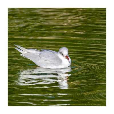 Gaivota-de-cabea-preta --- Mediterranean Gull --- (Larus melanocephalus