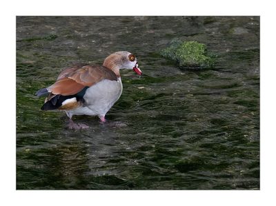 Ganso-do-Egito ---  Egyptian goose  --   (Alopochen aegyptiaca)