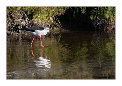 Pernilongo  ---  Black-winged Stilt  ---  (Himantopus himantopus)