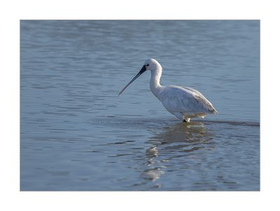 Colhereiro  ---  Spoonbill  ---  (Platalea leucorodia)
