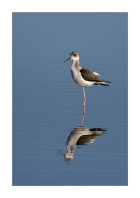 Pernilongo  ---  Black-winged Stilt  ---  (Himantopus himantopus)