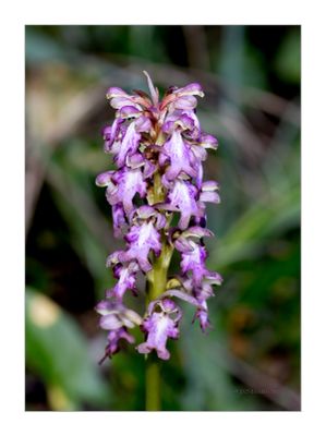 Salepeira-grande -- Giant Orchid-- Barlia robertiana