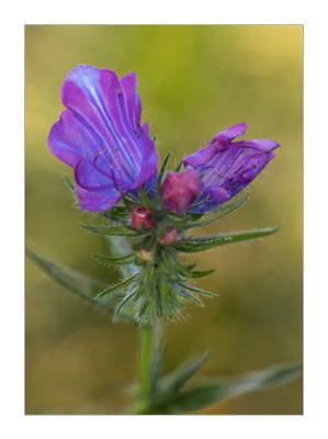 Soagem -- Purple viper's-bugloss -- Echium plantagineum