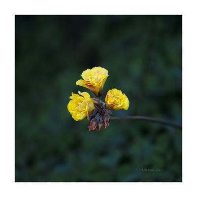 Azedas  --  Oxalis pes-caprae