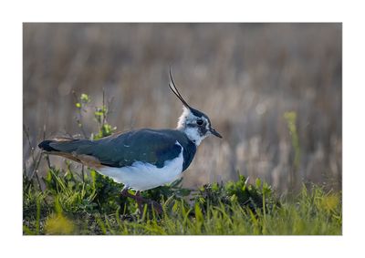 Abibe  ---  Lapwing  ---  (Vanellus vanellus)