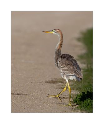 Gara-vermelha  ---  Purple Heron  ---  (Ardea purpurea)