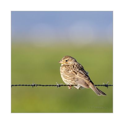 Trigueiro  ---  Corn Bunting  ---  (Miliaria calandra)