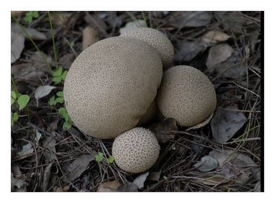Cogumelo - Common Puffball  --  (Lycoperdon perlatum)