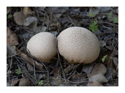 Cogumelo - Common Puffball  --  (Lycoperdon perlatum)