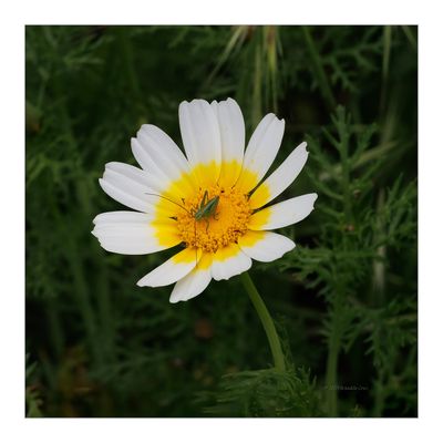 g13/61/504161/3/175367971.87d5c7ed.JPEG