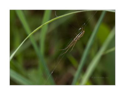 Tetragnatha