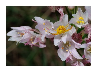 Allium-roseum----Rosy-Garlic---Alho-rosado AND -Thomisus-onustus
