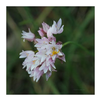 Allium-roseum----Rosy-Garlic---Alho-rosado AND -Thomisus-onustus