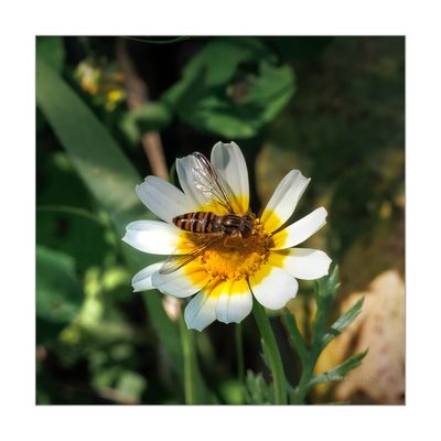 Episyrphus balteatus