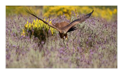 Milhafre-preto  ---  Black Kite  ---  (Milvus migrans)