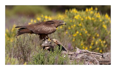 Milhafre-preto  ---  Black Kite  ---  (Milvus migrans)