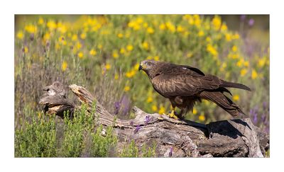 Milhafre-preto  ---  Black Kite  ---  (Milvus migrans)