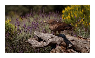 Milhafre-preto  ---  Black Kite  ---  (Milvus migrans)