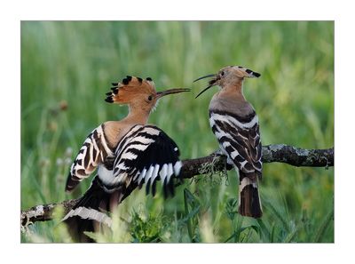Poupa  ---  Hoopoe  ---  (Upupa epops)