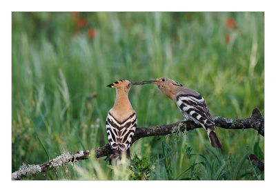 Poupa  ---  Hoopoe  ---  (Upupa epops)