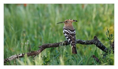 Poupa  ---  Hoopoe  ---  (Upupa epops)