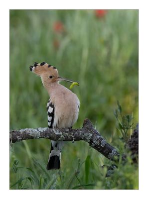 Poupa  ---  Hoopoe  ---  (Upupa epops)