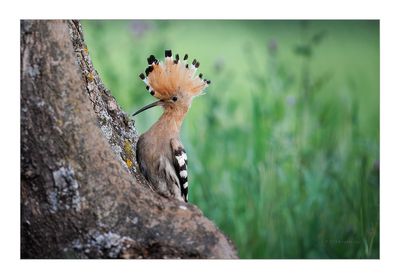 Poupa  ---  Hoopoe  ---  (Upupa epops)