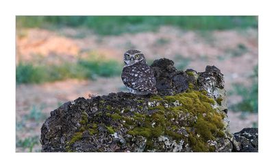 Mocho-galego  ---  Little Owl  ---  (Athene noctua)R6_17621.jpg
