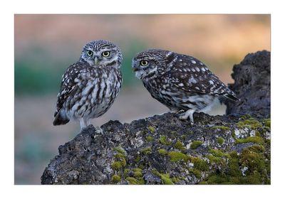 Mocho-galego  ---  Little Owl  ---  (Athene noctua)