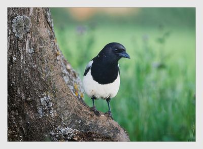 Pega-rabuda  ---  Magpie  ---  (Pica pica)