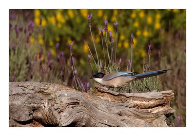 Charneco  ---  Azure-winged Magpie  ---  (Cyanopica cyana)