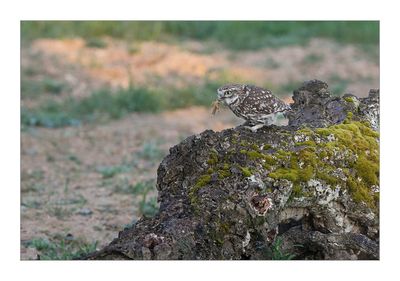 Mocho-galego  ---  Little Owl  ---  (Athene noctua)
