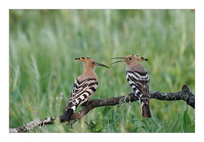 Poupa  ---  Hoopoe  ---  (Upupa epops)