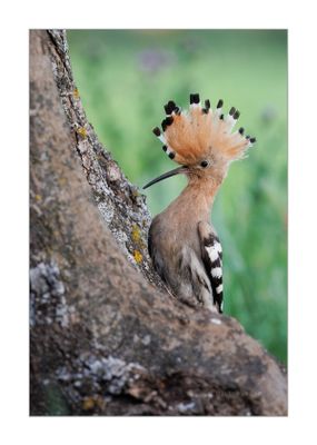 Poupa  ---  Hoopoe  ---  (Upupa epops)