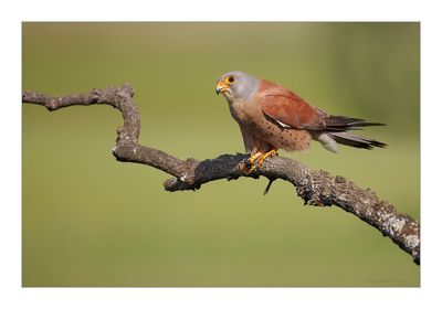 Francelho  ---  Lesser Kestrel  ---  (Falco naumanni)