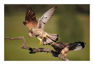 Francelho  ---  Lesser Kestrel  ---  (Falco naumanni)