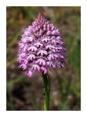 Satarico-menor  --  Anacamptis-pyramidalis