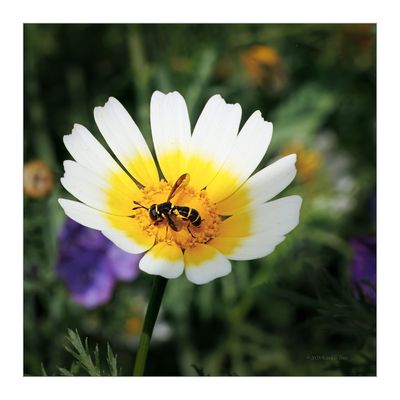 Ceriana-vespiformis