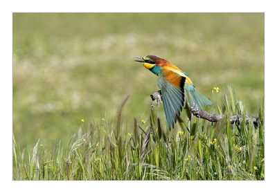 Abelharuco-comum --- Bee-eater --- (Merops apiaster)