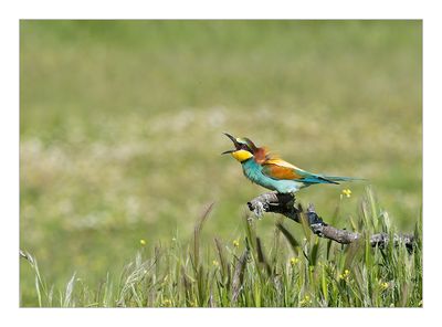 Abelharuco-comum --- Bee-eater --- (Merops apiaster)