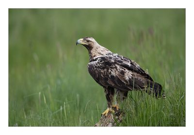 guia-imperial  ---  Spanish Imperial Eagle  ---  (Aquila adalberti)