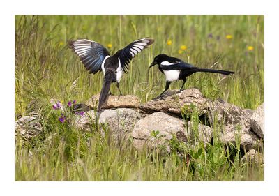 Pega-rabuda  ---  Magpie  ---  (Pica pica)