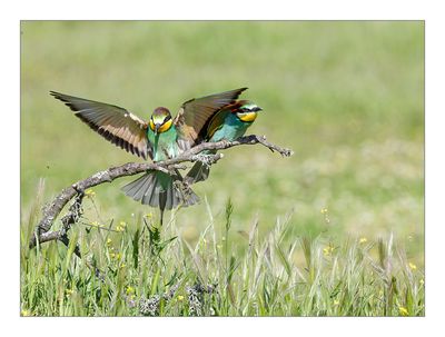 Abelharuco  ---  Bee-eater  ---  (Merops apiaster)