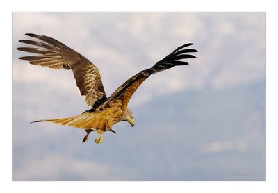 Milhafre-real  ---  Red Kite  ---  (Milvus milvus)